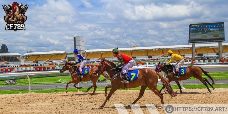 Hình thức cá cược đua ngựa