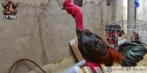 Chú ý lịch tập của gà đá