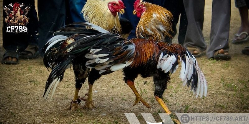 Đảm bảo giữ ấm chuồng trại tốt cho gà đá