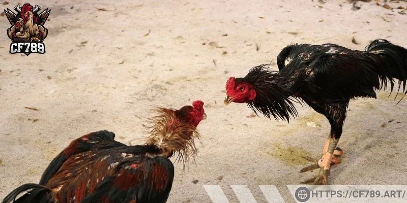 Gà cần có chế độ dinh dưỡng tốt