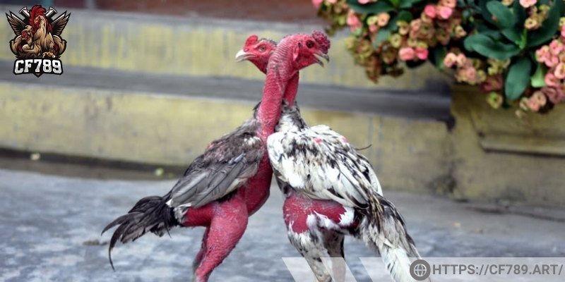 Giúp giữ phong độ thi đấu của gà