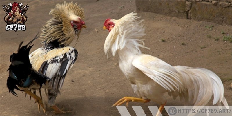 Giúp bảo vệ sức khoẻ gà đá