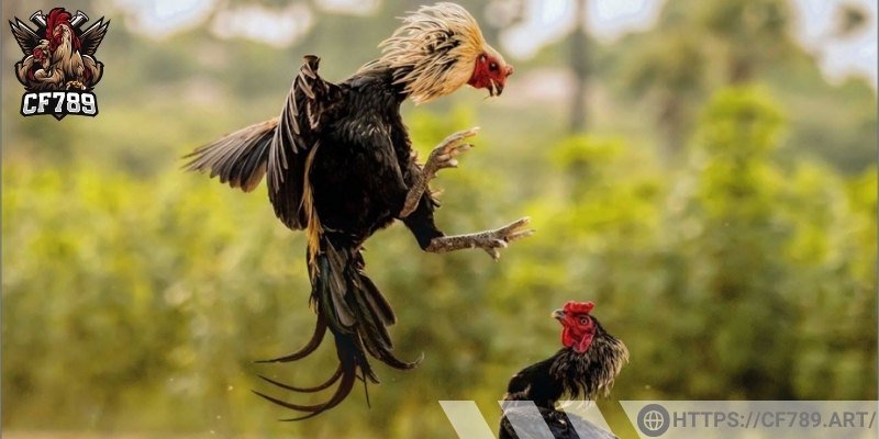 Cách chăm sóc gà đá mùa đông giúp phòng bệnh