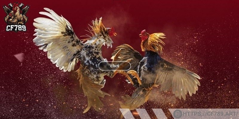 Mẹo chơi chọi gà luôn thắng