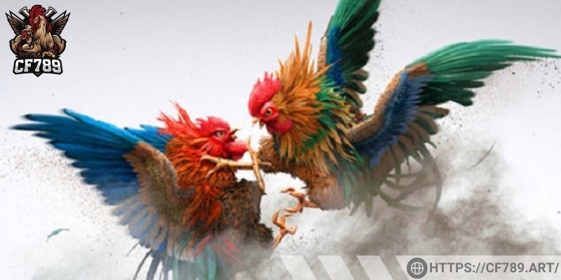 Các luật lệ về gà tham gia thi đấu