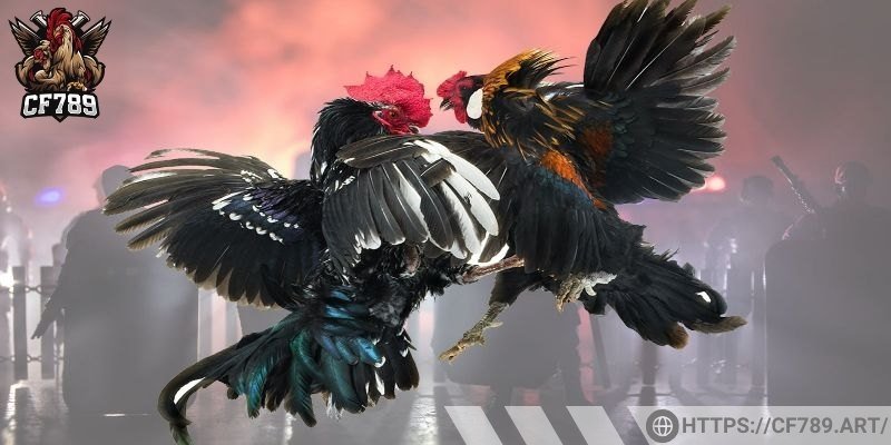 Cách đặt cược đá gà online