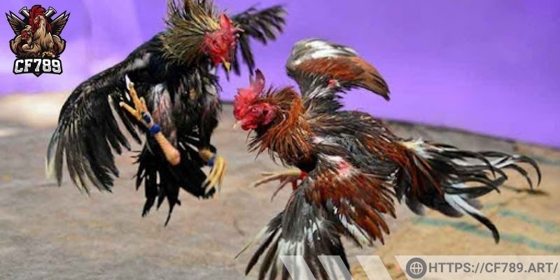 Khám phá đá gà cựa dao