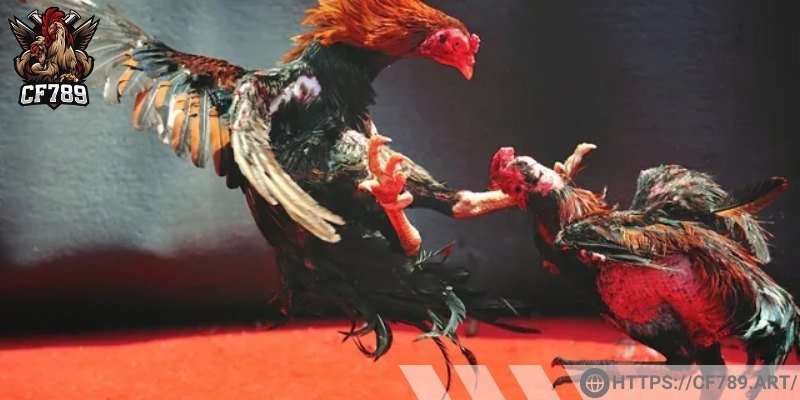 Vài nét về đá gà online