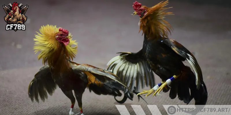 Các thể loại đá gà online cực hot