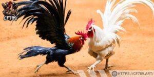 Hình thức đá gà cựa dao táo bạo