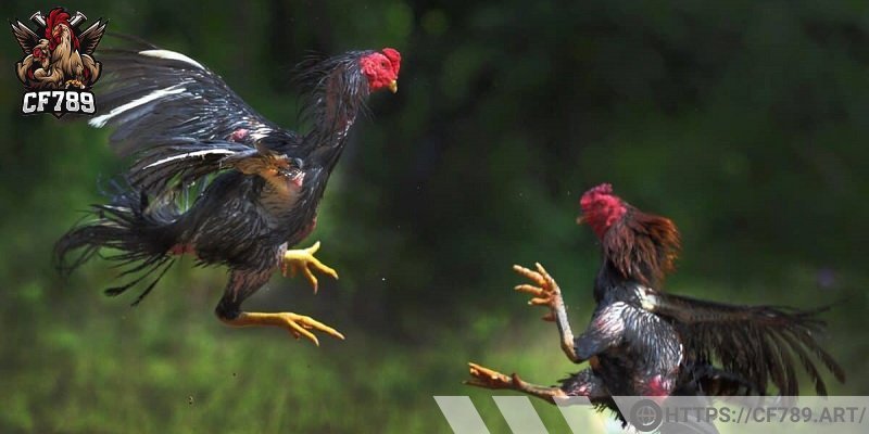 Kinh nghiệm tham gia đá gà từ cao thủ