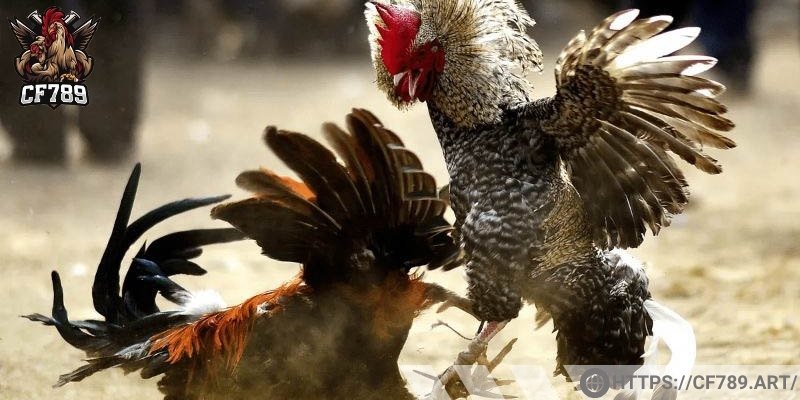 Cấp giấy phép hoạt động sân chơi đá gà