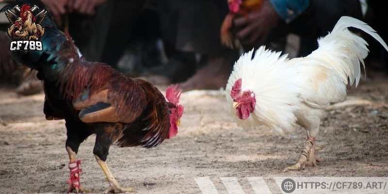 Đảm bảo thanh toán an toàn - nhanh chóng khi đà gà