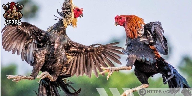 Thông tin về nhà cái đá gà uy tín là gì?