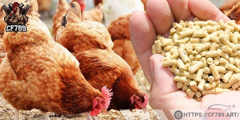 Những loại thức ăn kê thủ cần nắm