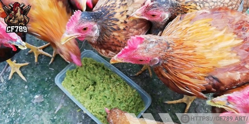 Thành phần thức ăn tự nhiên cho gà 