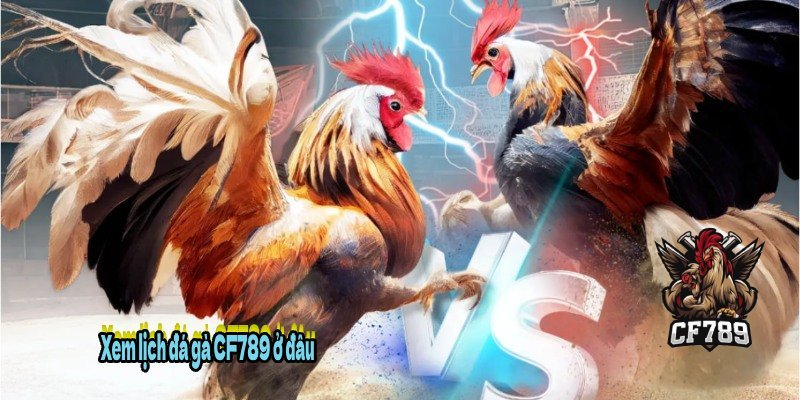 Xem lịch đá gà CF789 ở đâu?